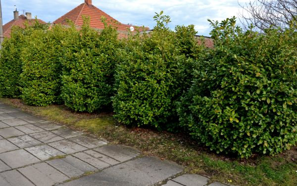 Privacy Shrub Installation in Orange