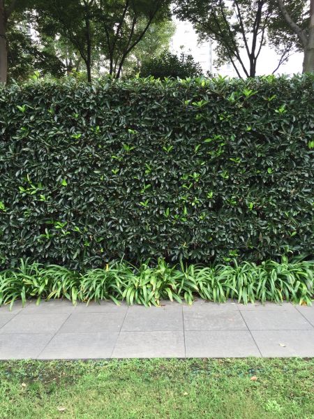 Privacy Shrub Planting in Orange