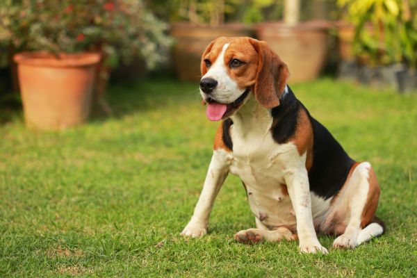 Dog Friendly Landscaping in Orange