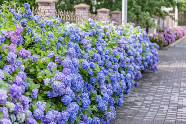 Hydrangea Landscaping in Orange