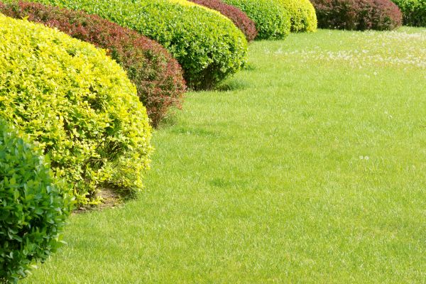 Shrubbery Planting in Orange