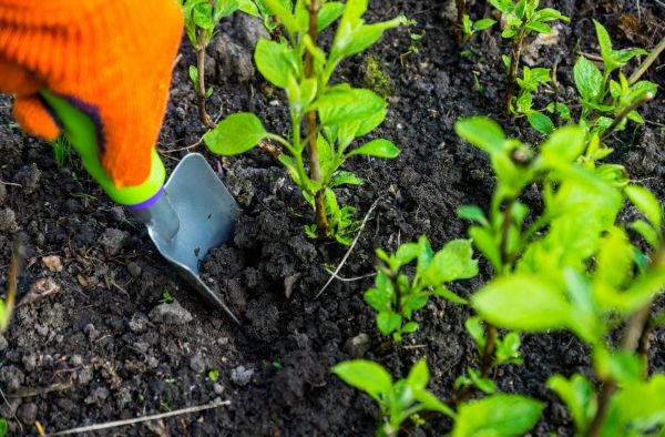 Hydrangea Planting in Orange