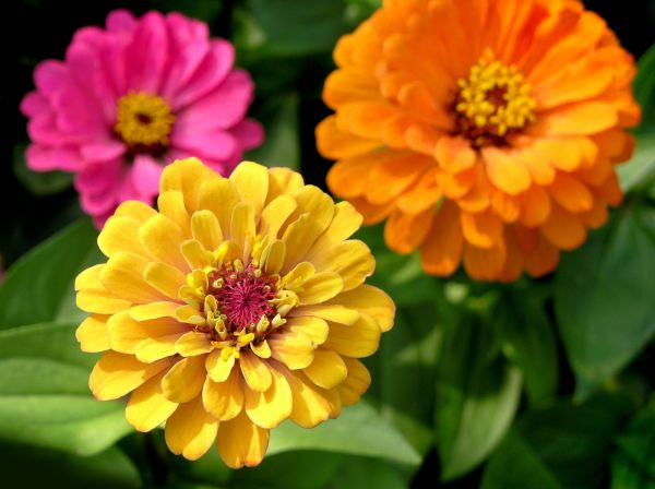 Zinnia Planting in Orange