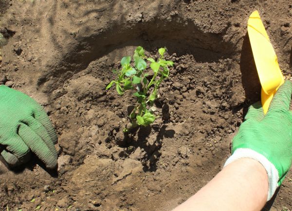 Rose Bush Planting in Orange