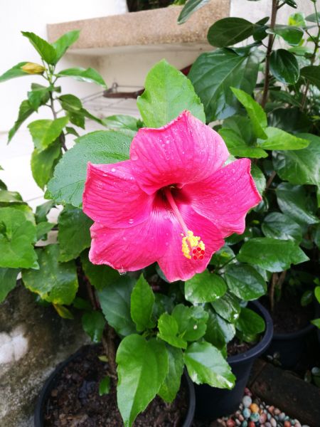 Hibiscus Planting in Orange