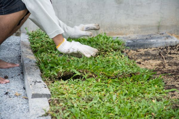 Ground Cover Planting in Orange