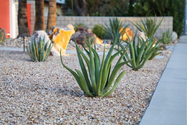 Drought Resistant Landscaping in Orange