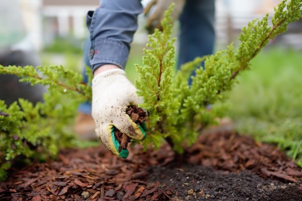 Church Mulching in Orange