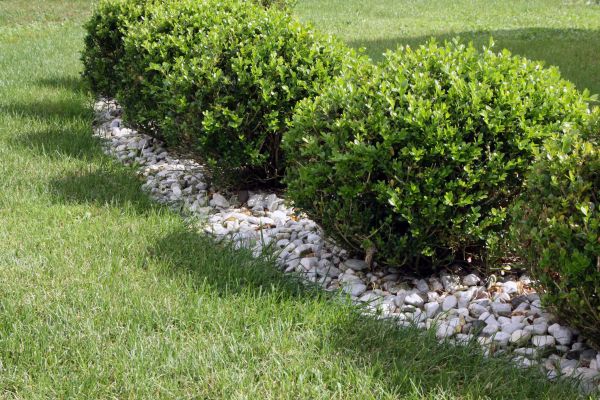 Boxwood Planting in Orange