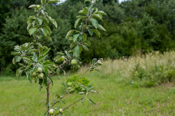 Apple Tree Planting in Orange