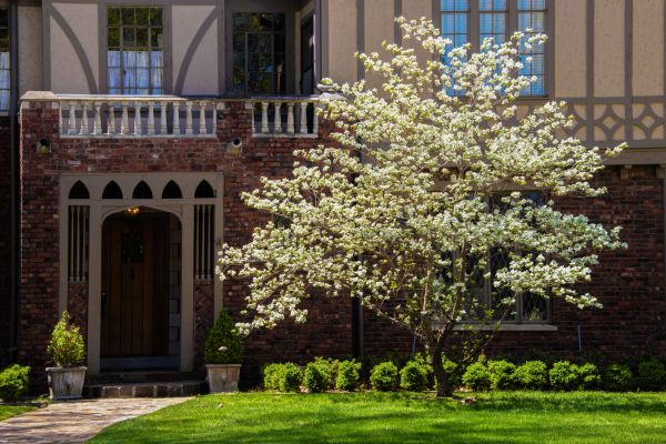 Dogwood Tree Planting in Orange